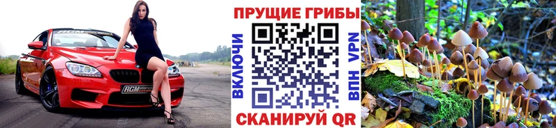 Галлюциногенные грибы Psilocybine cubensis  Нижний Новгород 